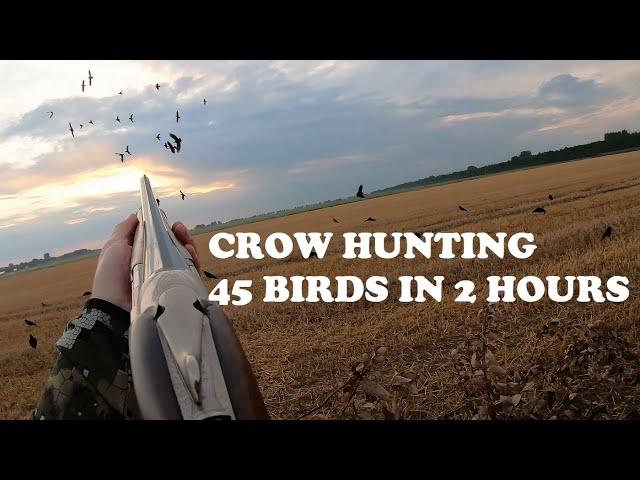 Crow hunting -  45 birds in 2 hours