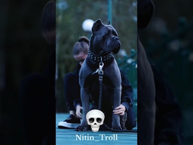 DOG Transformation ️