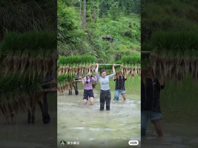 how to become a farmer #farmer #agriculture #korenshorts #reels #shorts #shprtsfeed