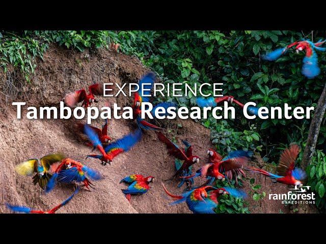 Discover the Enchanted Wilderness at Tambopata Research Center