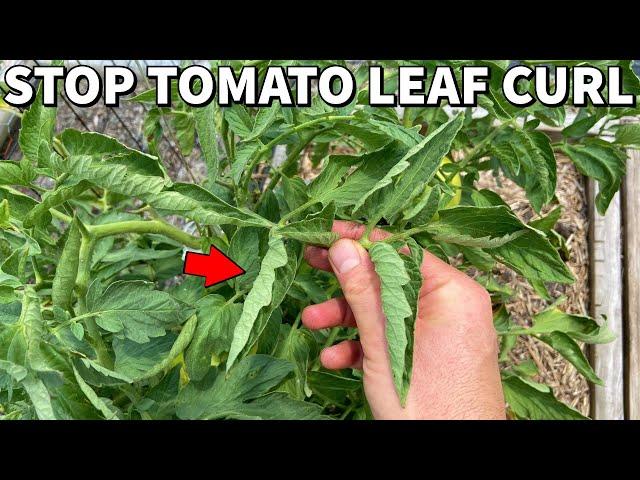 The Truth About TOMATO LEAF CURL Will Blow Your Mind