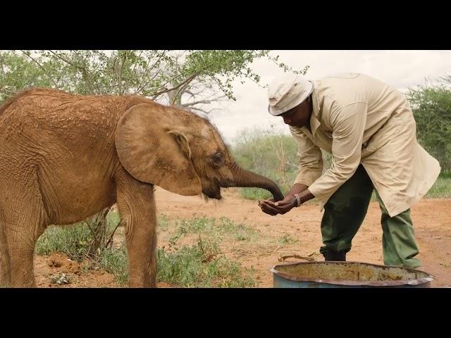 An Orphaned Elephant's Journey | Sheldrick Wildlife Trust