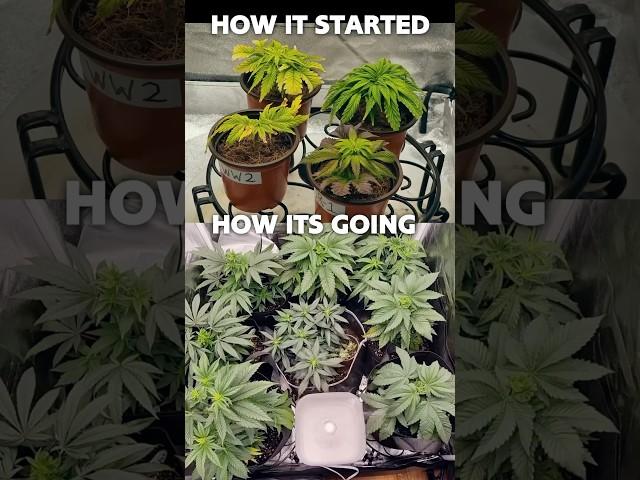 Growmie Gave Me DYING Cannabis Plants to Fix