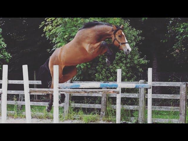 Loose Jumping our Homebred!