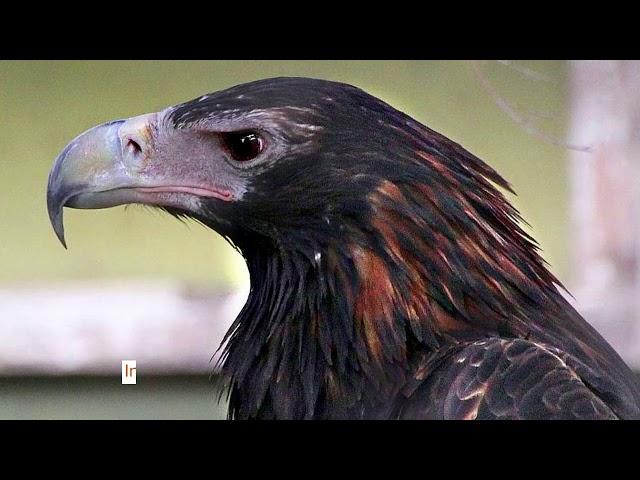 Australian Wedge-Tail Eagle: Facts You Won't Believe!