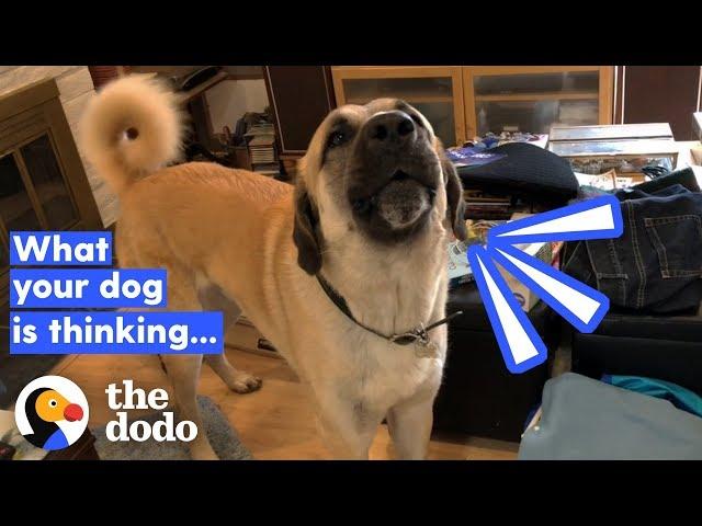 How To Tell If Your Dog's Happy (It Has Nothing To Do With His Tail) | The Dodo