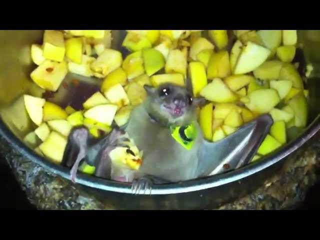 Egyptian fruit bat eating in the food bowl