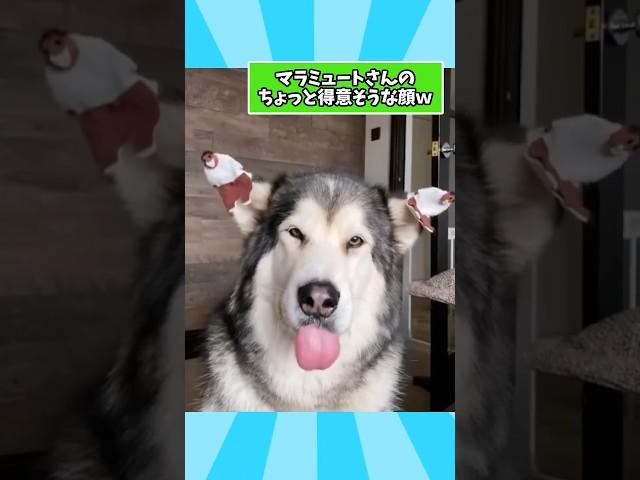 アラスカン・マラミュートさんの動画見て笑ったら寝ろwwwwwww