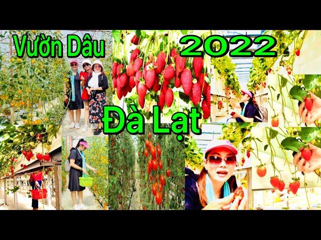 Trải Nghiệm Hái Dâu Trong Vườn Tại Đà Lạt Như Thế Nào | Vườn Dâu Đà Lạt 2022