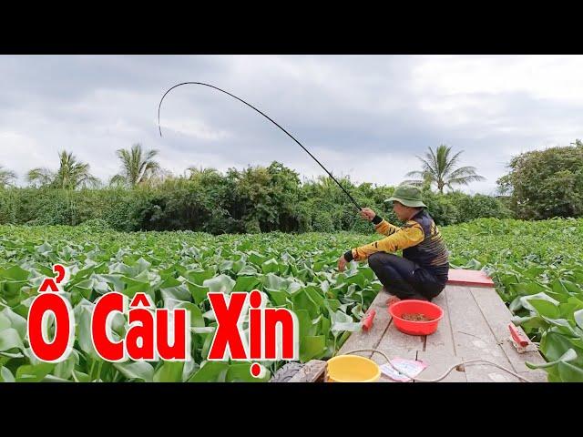 Câu cá trong bãi cỏ hoang - Trúng bầy cá Tra, cá điêu hồng, cá dãnh, cá mè vinh, cá rô đồng T590