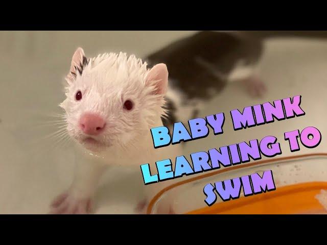 BABY MINKS LEARNING TO SWIM!