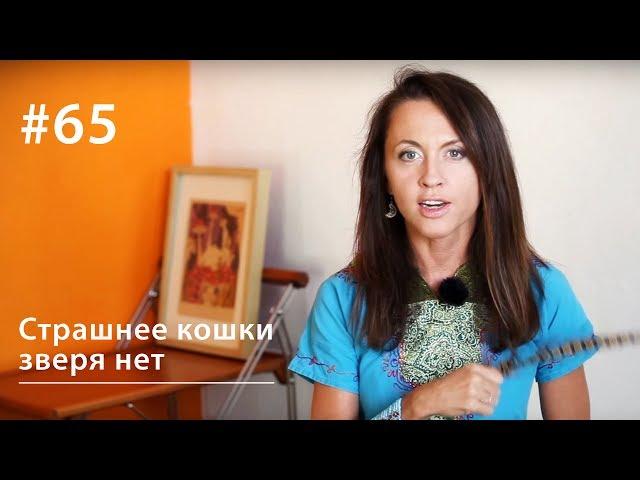 Страшнее кошки зверя нет // Всё как у зверей #65