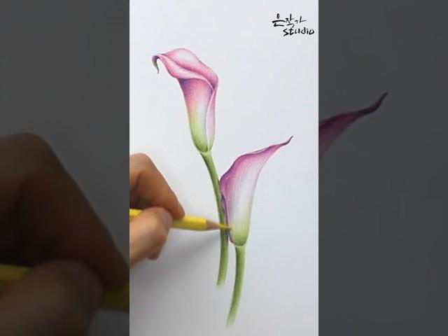 칼라(카라 Calla)꽃 색연필 그리기 | 보태니컬아트 꽃그림 배우기