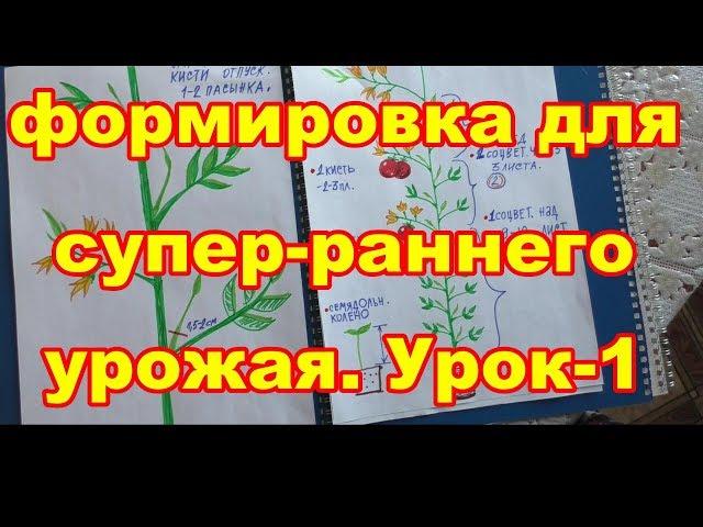 Урок -1.Для супер-раннего урожая в теплицах,надо формировать растения:томаты,баклажаны,перцы,огурцы.