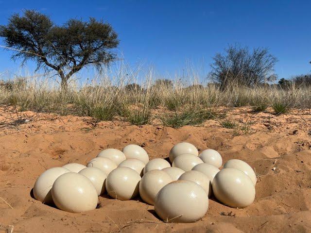 Ostrich nest - Kalahari