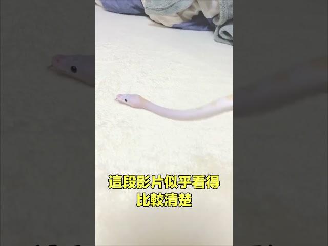 蛇行bug|自說自話的總裁