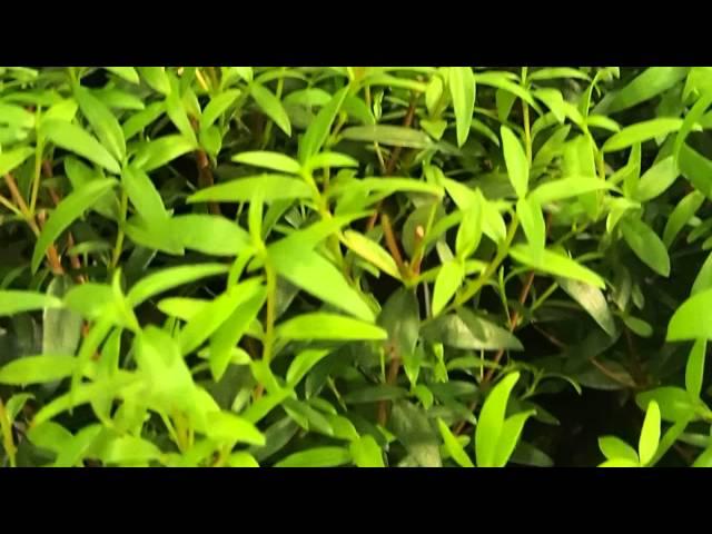 Myrtus communis