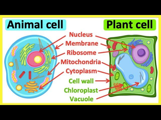 Animal cells vs plant cells | What's the difference? | Anatomy & function