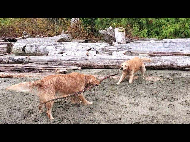 Golden Retriever Brothers Tug O' War Match