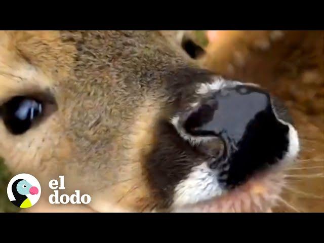 ¡Este venado visita a una mujer cada mañana! | Pequeño y Valiente | El Dodo