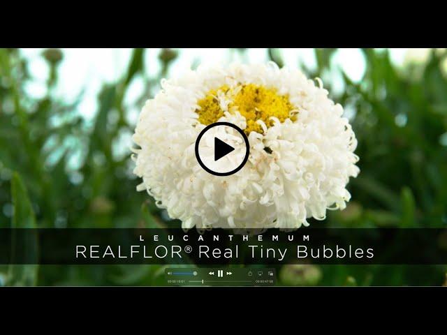 PlantHaven - Leucanthemum REALFLOR® Real Tiny Bubbles