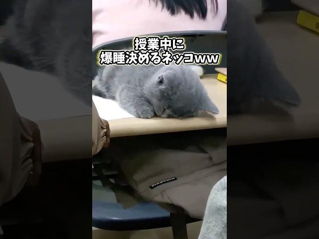 ㊗️Over 1 million views‼️If you laugh while watching Neko's video, go to sleep wwwwwww