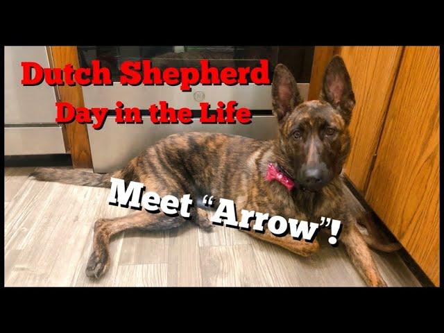 Dutch Shepherd - Day in the Life - Meet "Arrow" - Apartment Living