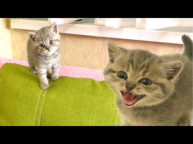 Street kitten playing hide and seek with dad.