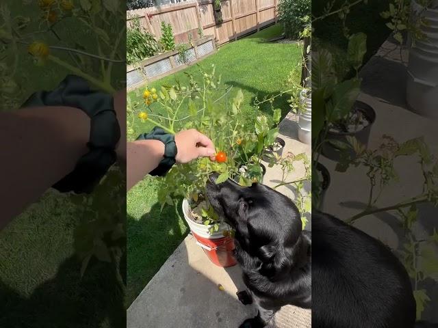 Tucker loves tomato picking    #dogshorts #dogsofyoutube #dogsoftiktok #labradorretriever