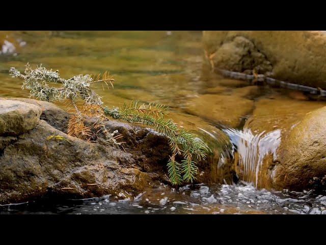 Carpathian Biosphere Reserve, Ukraine