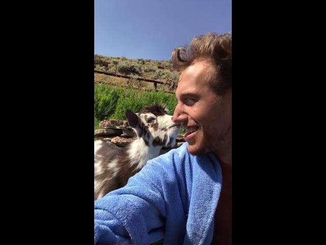 Human vs Goat Argument #animals #babyanimals #goat #pets #animalshorts #funny #farm #farmanimals