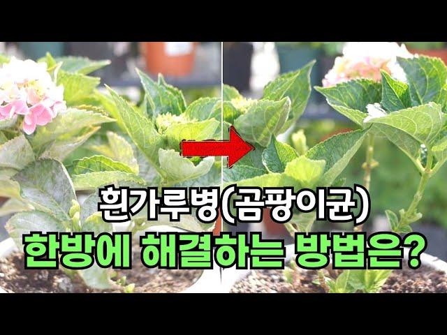 수국 흰가루병 곰팡이가 있을 때  진작 이렇게 할걸...