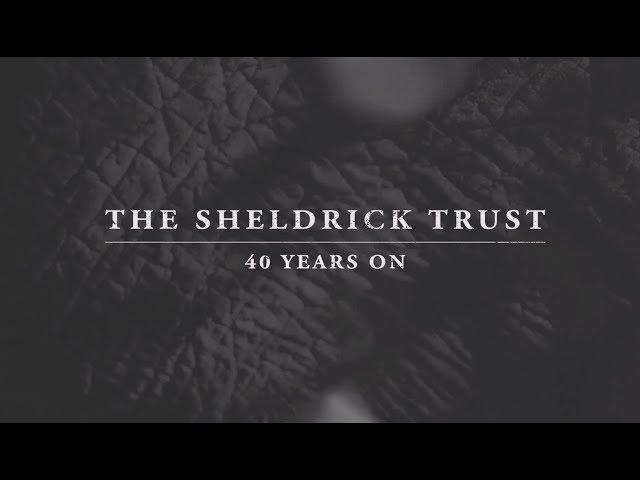 The Sheldrick Trust - 40 years on | Sheldrick Trust