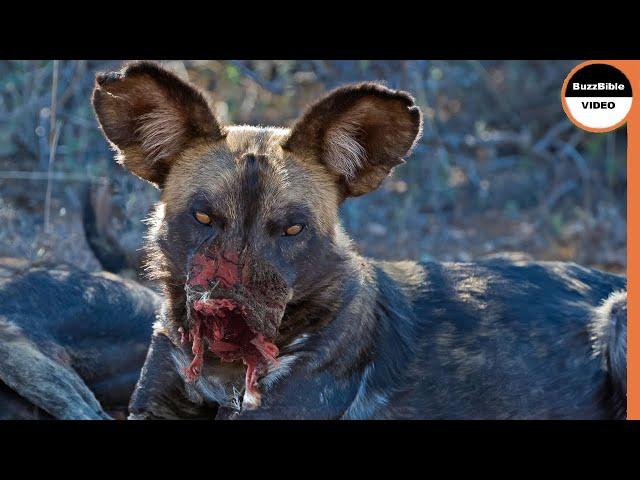 When Wild Dogs Get What They Deserve