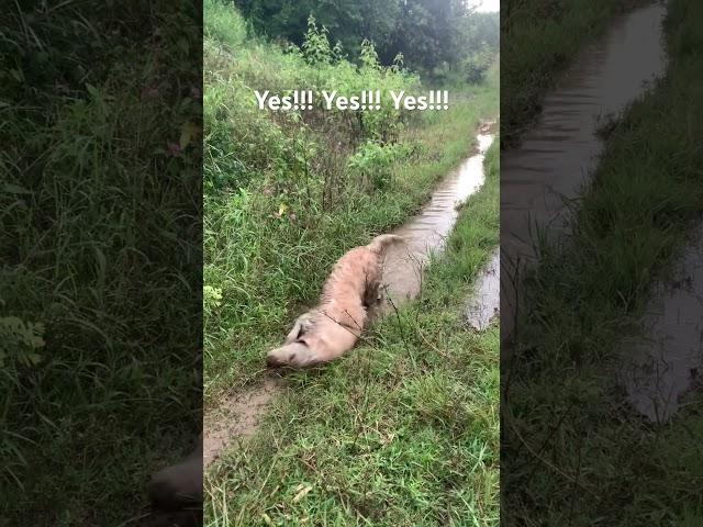 #timo #dog #goldenretriever #viral #trending #shorts