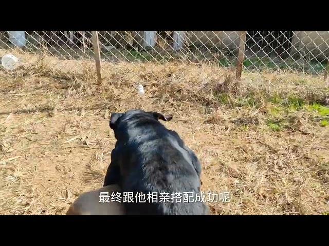 猛犬处对象，大黑狗表现主动，斗犬看不上夹尾巴