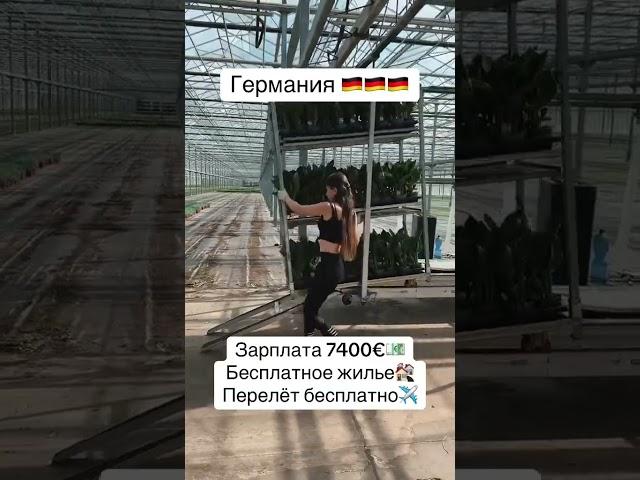 #вакансии #работазарубежом