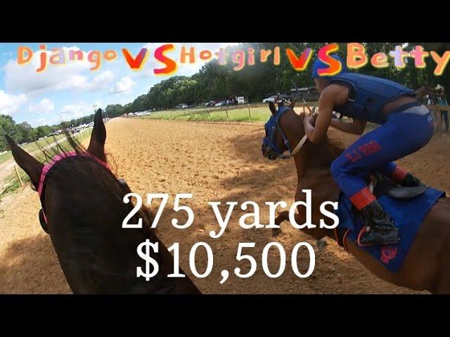 $10,500 3 horse race️Django VS Hotgirl Vs BettyWright 275 Yards #horses #horseracing #quarterhorse