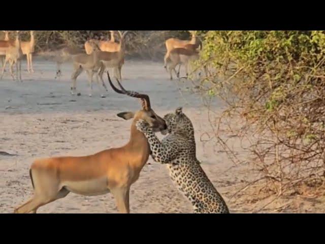 leopard attack and bring down one impala from the group video