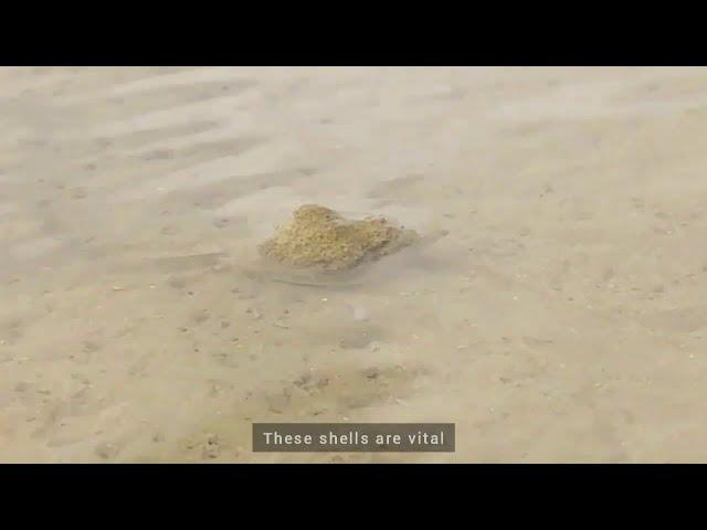 Impact of Plastic Pollution on Hermit Crabs │ Sudheer Ahmed