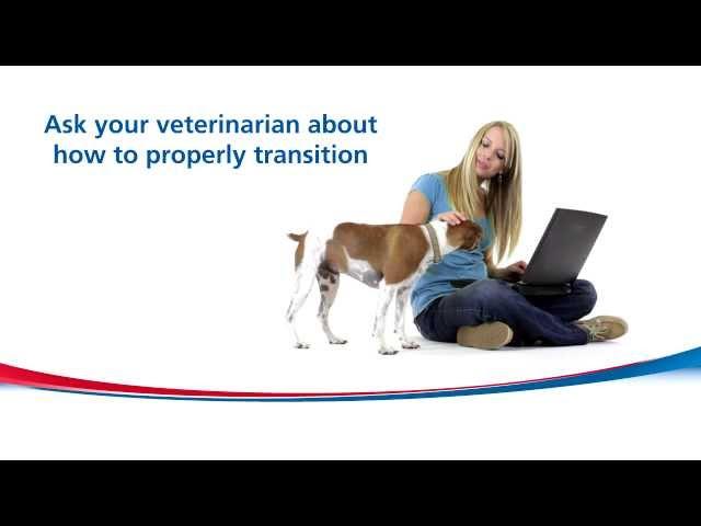 How to gradually transition your pet to new food