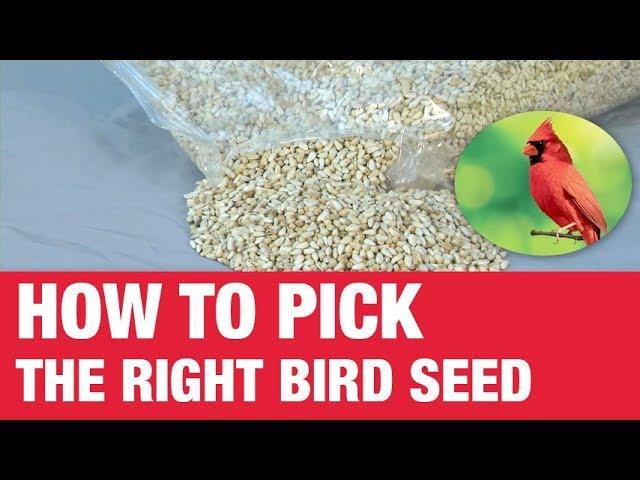 How To Pick Bird Seed - Ace Hardware