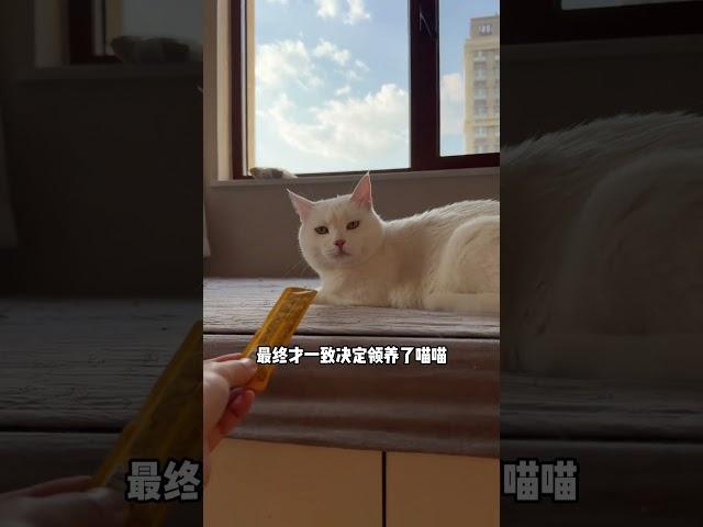 地库里的瘸腿猫也有了幸福的家 #领养代替购买 #救助流浪猫 #猫德学院 #卫仕 #卫仕科学共生公益