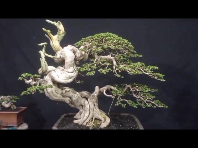 SANCANG IDAMAN KALAU INI JEPARA MEMANG JOSSSS BONSAI BONSAINYA 