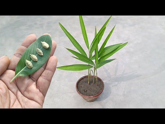 How to grow Cardamom easily from seeds || Grow Properly at home . Elaichi growing