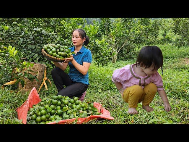 Harvesting Lemon Garden Goes to market sell - Cooking With Grandmother & Daughter - Lý Phúc An