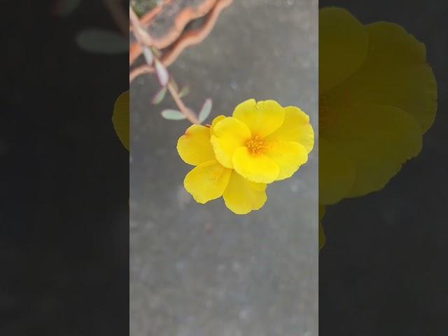 pyare pyare pile phool 