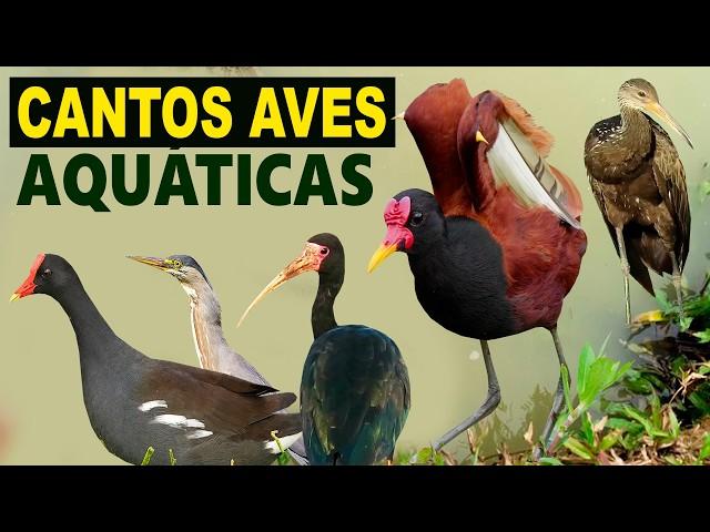 CANTOS de AVES AQUÁTICAS | Canto da jaçanã, carqueja, frango-da-água, carão, garça, marreca, irerê