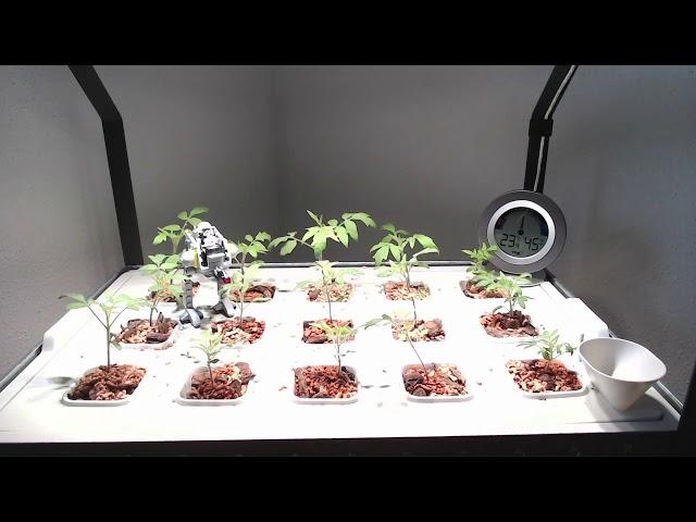 Tomato seedlings timelapse (2 weeks in 7 seconds)