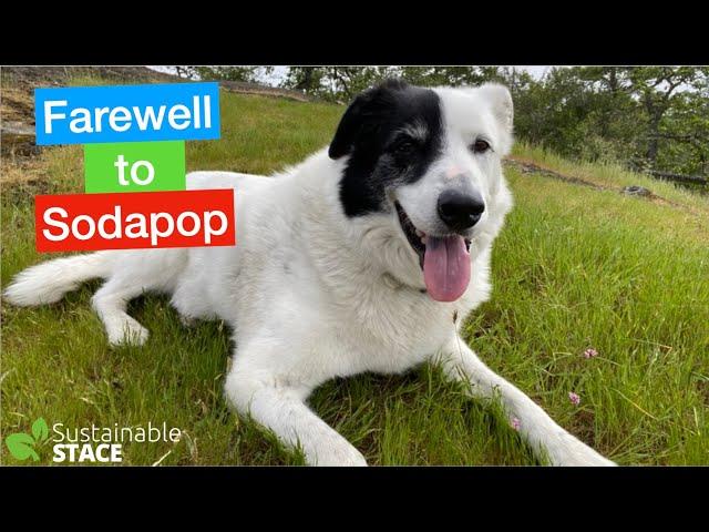 Farewell to Sodapop